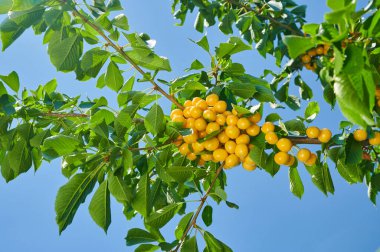 Ağaç dalında olgun kirazlar, mevsimlik hasat yakın çekim