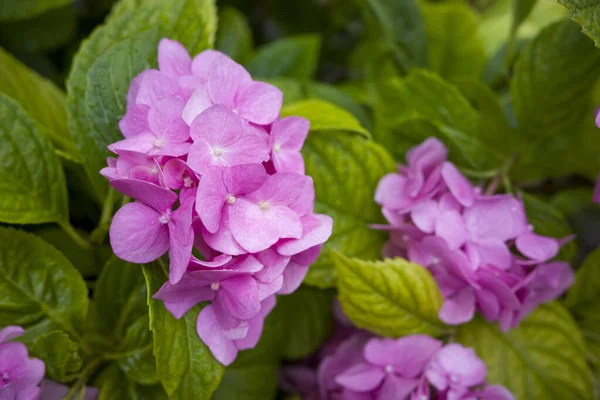 Bush with flowers Hydrangea large-leaved on the estate after the rain, shot close-up