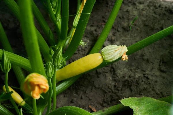 Young Vegetables Zucchini Garden Close Shot — Stock Photo, Image