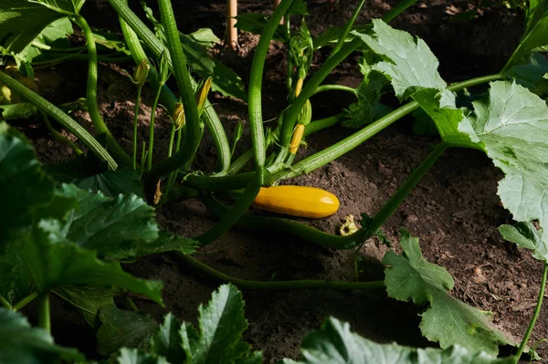 Young Vegetables Zucchini Garden Close Shot — ストック写真