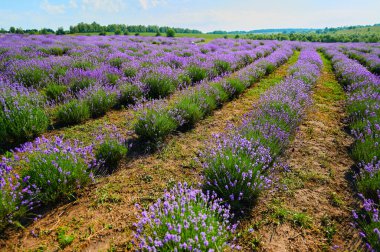 Lavender field on a farm during the flowering season