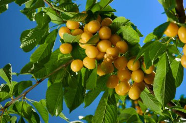 Meyve ağacının dalında olgun sarı kirazlar, yakın çekim.
