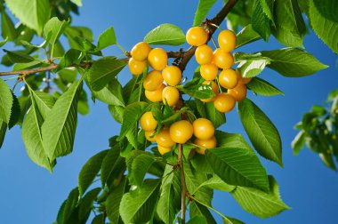 Ağaçtaki olgun kirazlar gökyüzüne karşı yaprakların arasında, meyvelerle dolu bir ağaç dalı, yakın çekim.