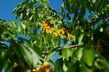 Ağaç dalında olgun kirazlar, mevsimlik hasat yakın çekim