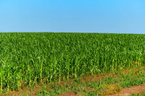 Green Field Young Corn Farm Agriculture Sunny Day — Foto Stock