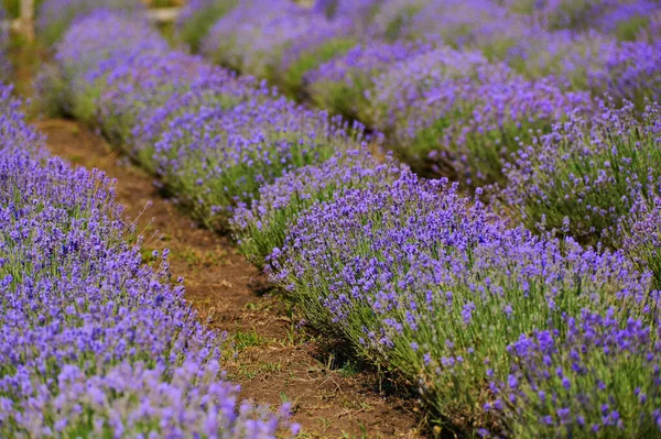 Lavender Bushes Flowering Horticulture Shot Close — стоковое фото