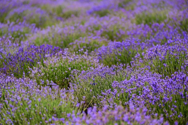 Blooming Lavender Bushes Field Industrial Scale Horticulture Season Shot Close — стоковое фото