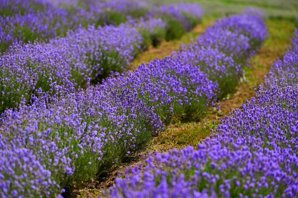 Blooming Lavender Bushes Field Industrial Scale Horticulture Season Shot Close — Fotografia de Stock