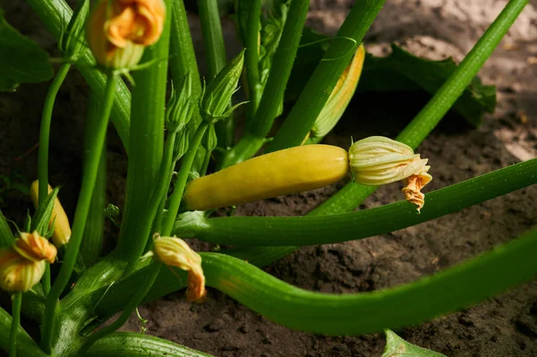 Zucchini Garden Vegetables Gardening Shot Close — Stock Photo, Image