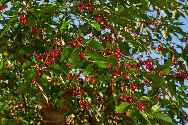 Ripe Red Cherries Tree Garden Seasonal Harvest Ripe Berries Horticulture — стоковое фото