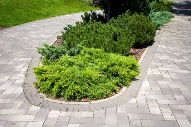 Landscape park with green bushes along a walking path