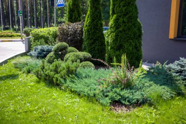 evergreen trees and shrubs with a flower bed in a landscaped recreation park with juniper and barberry bushes along a tiled walkway