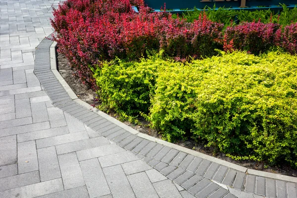 tiles around a flower bed in a landscape recreation park with juniper and barberry bushes