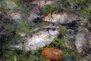 Mavi balık taze balık ağı