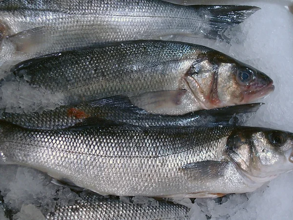 Fresh fish on seafood market — Stock Photo, Image