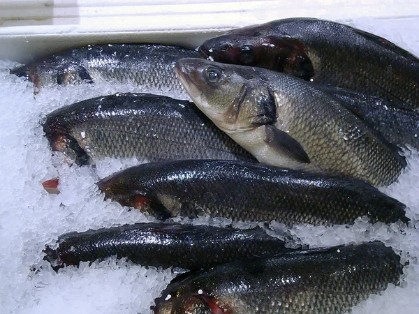 Fresh fish on seafood market — Stock Photo, Image