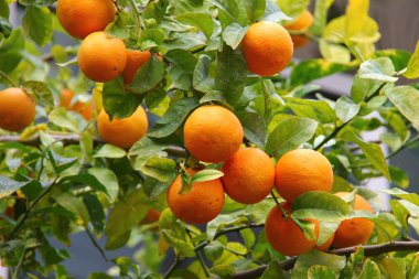Orange tree with fruits clipart