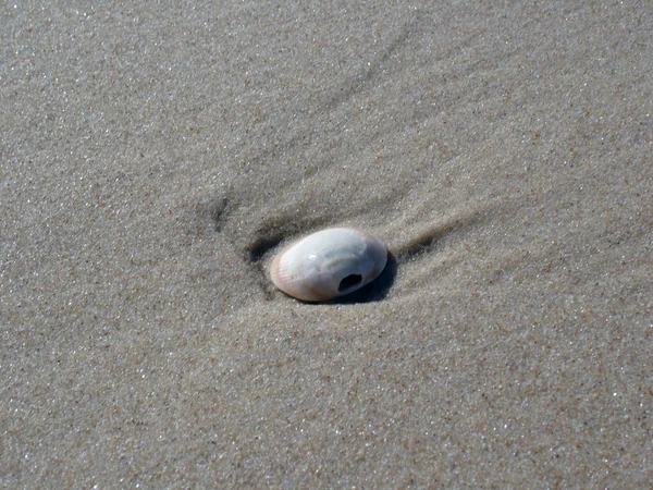 Seashell on the sand — Stock Photo, Image