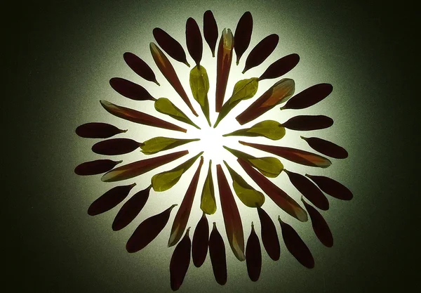 Abstrakte Blütenblätter Muster — Stockfoto
