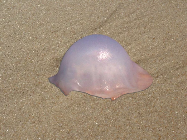 Jellyfish on sand — Stock Photo, Image