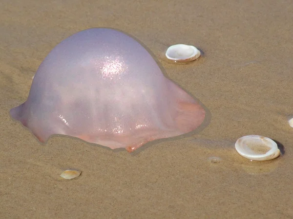 Jellyfish on sand — Stock Photo, Image