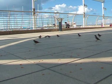 serçeler promenade üzerinde