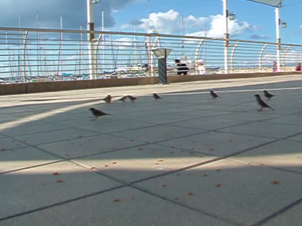 Sparvar på strandpromenaden — Stockvideo