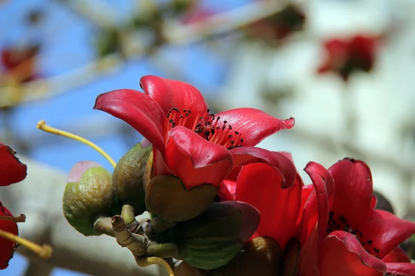 Flores da árvore de algodão de seda vermelha (Bombax ) — Fotografia de Stock