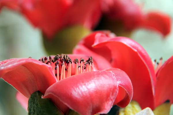 Bloesems van de rode zijde-katoenen boom — Stockfoto