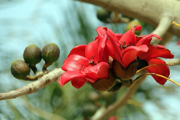 Flores da árvore de algodão de seda vermelha (Bombax, Ceiba ) — Fotografia de Stock