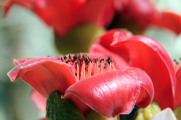 シルク コットン ツリー （ボンバックス、飾られた花) — ストック写真