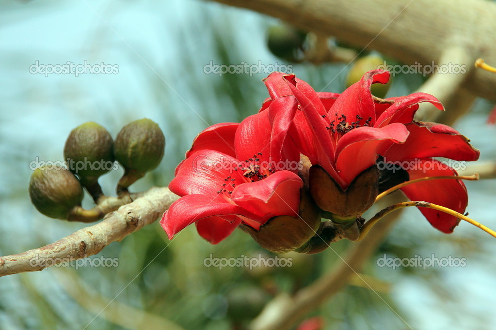Blossoms Of The Red Silk Cotton Tree Bombax Ceiba Stock Photo By C Flik47