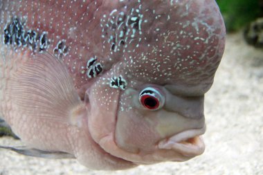 akvaryum redhead Çiklit