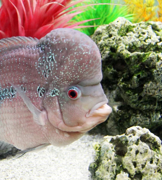 Aquário Cichlid ruivo — Fotografia de Stock