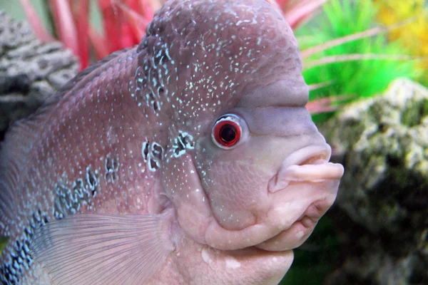 Aquarium Redhead cichlid — Stock Photo, Image
