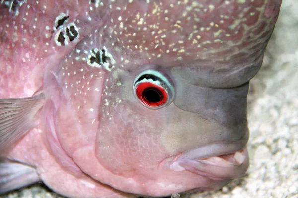 Aquário Cichlid ruivo — Fotografia de Stock