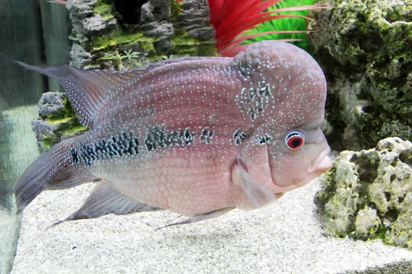 Красноголовый аквариум — стоковое фото