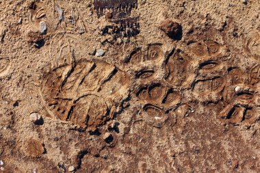 Kumda ayak izleri var.