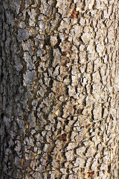 Árvore casca fundo — Fotografia de Stock
