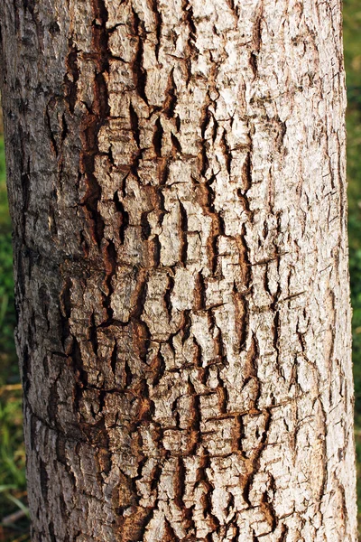 Corteza de árbol fondo —  Fotos de Stock