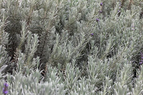 Lavanda —  Fotos de Stock