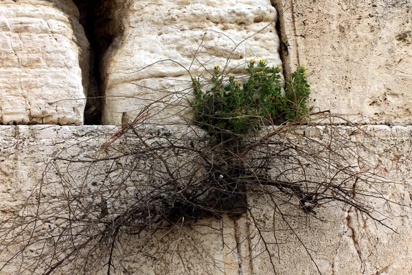 Muro del Pianto, Gerusalemme, Israele — Foto Stock