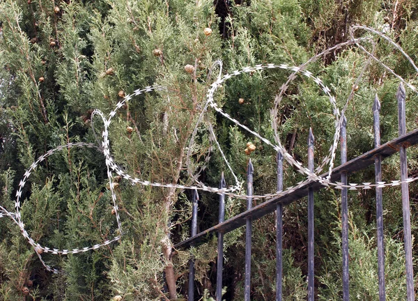 Barbed wire on a metal fence — Stock Photo, Image