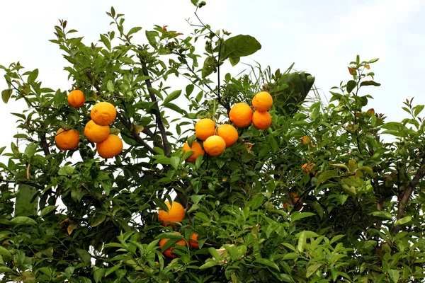 Laranjas em crescimento — Fotografia de Stock