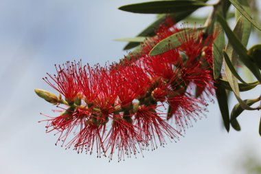 bottlebrush ağacı çiçek
