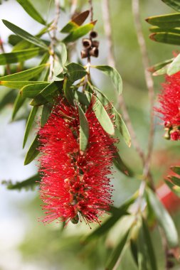 bottlebrush ağacı çiçek