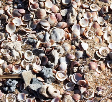 conchas en la arena de la playa