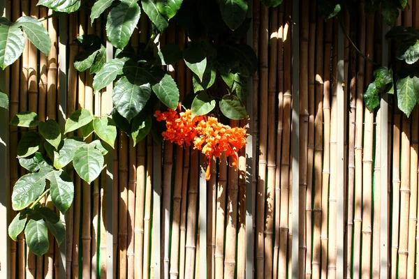 Pyrostegia venusta (Ker-Gawler) Miers — Stock fotografie