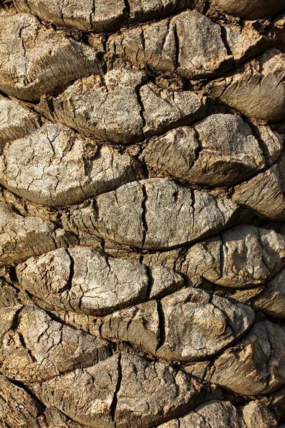 Palm bark — Stockfoto