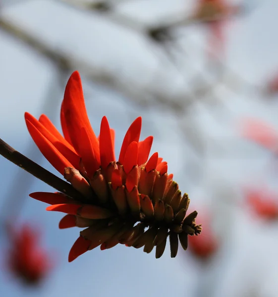 Corail fleur d'arbre — Photo